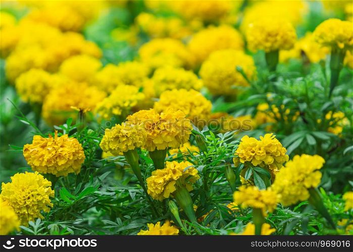 Mexican marigold (Tagetes erecta) flowers with green leaves in the garden.