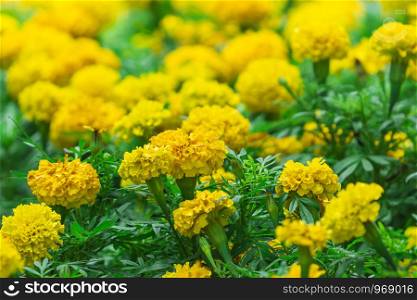Mexican marigold (Tagetes erecta) flowers with green leaves in the garden.