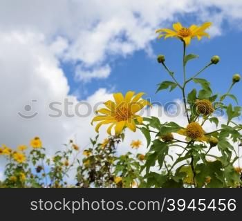Mexican sunflower or tree marigold blooming in blue sky