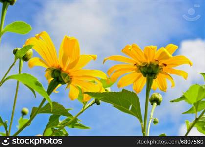 Mexican Sunflower Weed or Tithonia diversifolia, Flowers are bright yellow on blue sky background