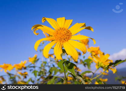 Mexican sunflower with sky background on Doi Mae U-Kho mountain in Mae hong Son province north of Thailand.