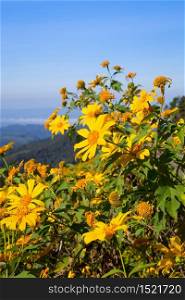 Mexican sunflower with sky background on Doi Mae U-Kho mountain in Mae hong Son province north of Thailand.