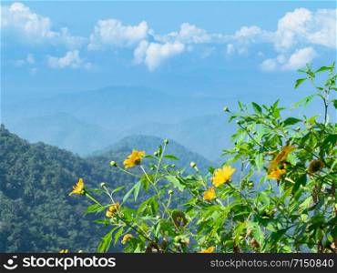 Mexican sunflowers on the viewpoint with nice scenery of mountain range, clouds, and blue sky