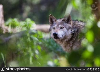 Mexican Wolf in Cheyenne Mountain Zoo in Colorado Springs, Colorado