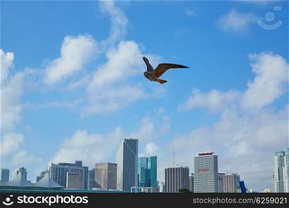 Miami downtown skyline with seagull flying in Florida USA sunny day