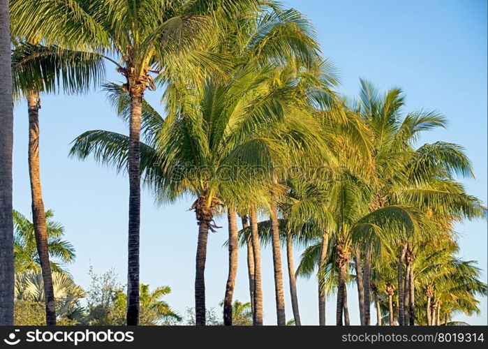 miami florida beach scenes on a sunny day