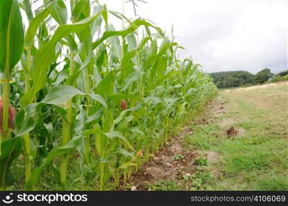 Miaze cover crop for pheasants and other game birds