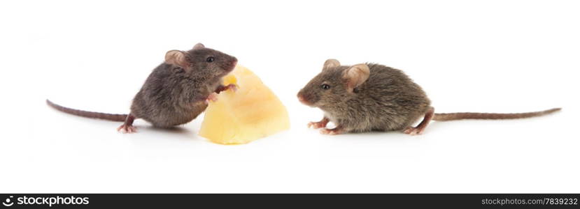 Mice and cheese isolated on a white background