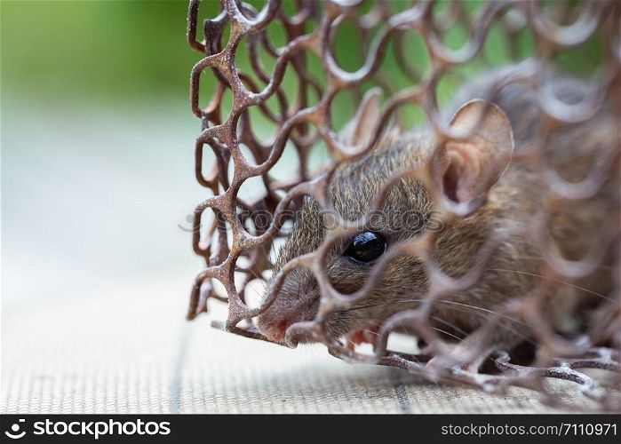 Mice caught in a mouse trap