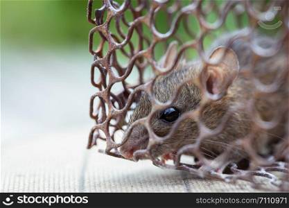 Mice caught in a mouse trap