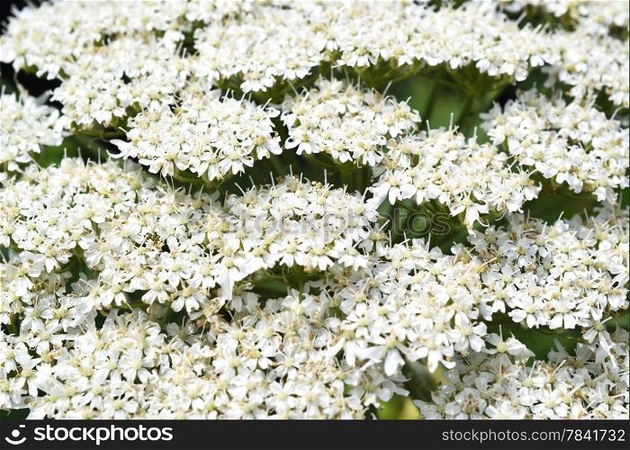 Micro photo from a Giant Hogweed or Heracleum mantegazzianum in bloom.