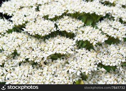 Micro photo from a Giant Hogweed or Heracleum mantegazzianum in bloom.