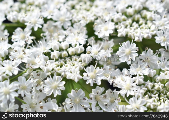 Micro photo from a Giant Hogweed or Heracleum mantegazzianum in bloom.