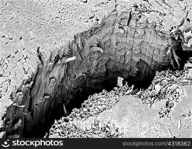 Micro structure of a fracture of Lacewood, imaged in a scanning electron microscope