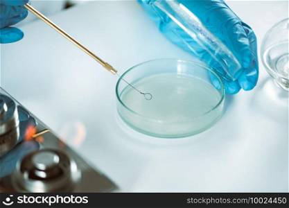 Microbiology. Hands of a microbiologist inoculating nutritive agar
