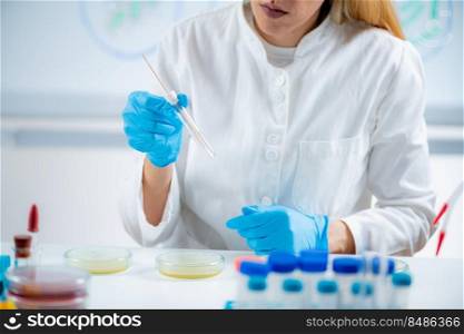 Microbiology lab technician working with Petri dishes . Microbiology lab technician working with Petri dishes