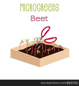 Microgreens Beet. Grow microgreen in a box with soil. Cutting the harvest with scissors. Vitamin supplement, vegan food. Microgreens Beet. Sprouts in a bowl. Sprouting seeds of a plant. Vitamin supplement, vegan food.