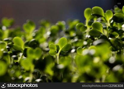 microgreens growing in pot healthy eco food