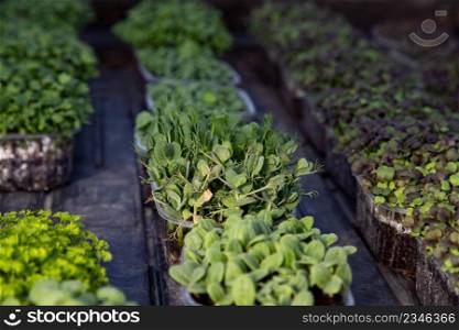 microgreens growing organic bio gardening
