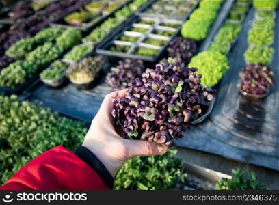microgreens growing organic bio gardening