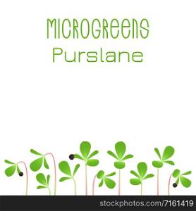 Microgreens Purslane. Seed packaging design. Sprouting seeds of a plant. Vitamin supplement, vegan food. Microgreens Purslane. Seed packaging design. Sprouting seeds of a plant