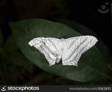 Micronia Acuelata, Moth, Garo Hills, Meghalaya, India