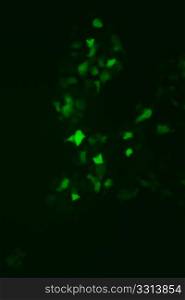 Microscopic view of BOSC 293T Tissue culture cells expressing Green Fluorescent Protein GFP used to monitor viral expression.