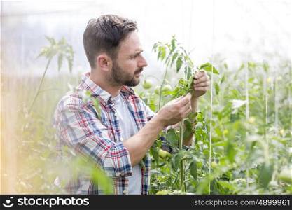 Mid adult farmer examining tomatoes at greenhouse