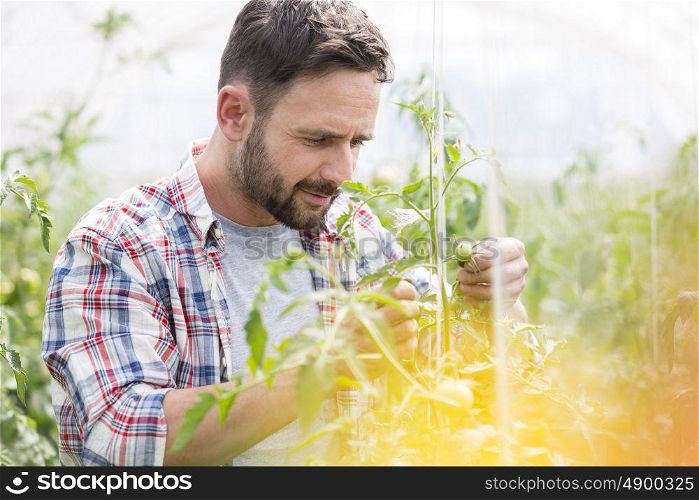 Mid adult farmer examining tomatoes at greenhouse