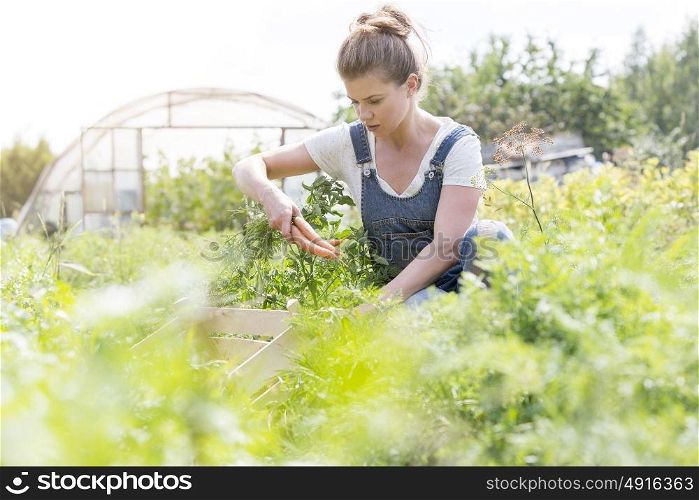 Mid adult farmer harvesting carrots at farm