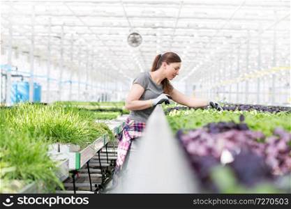 Mid adult female botanist examining seedlings in plant nursery
