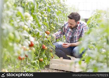 Mid adult man harvesting tomatoes at farm