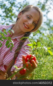 Mid adult woman in garden, picking tomatoes