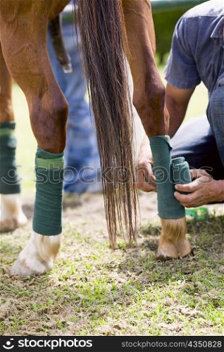 Mid section view of a man rolling a bandage on a horse leg