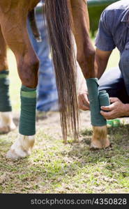 Mid section view of a man rolling a bandage on a horse leg