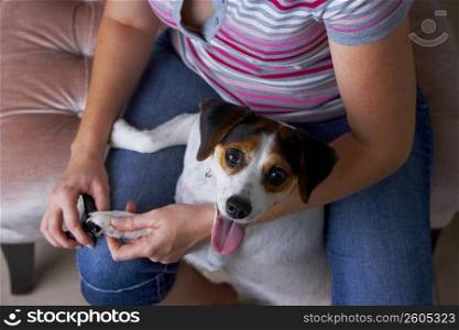 Mid section view of a woman cutting a Jack Russell Terrier&acute;s nails with nail clippers
