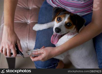 Mid section view of a woman cutting a Jack Russell Terrier&acute;s nails with nail clippers