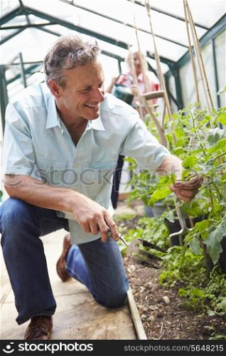 Middle Aged Couple Looking After Tomato Plants In Greenhouse