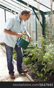 Middle Aged Man Watering Tomato Plants In Greenhouse