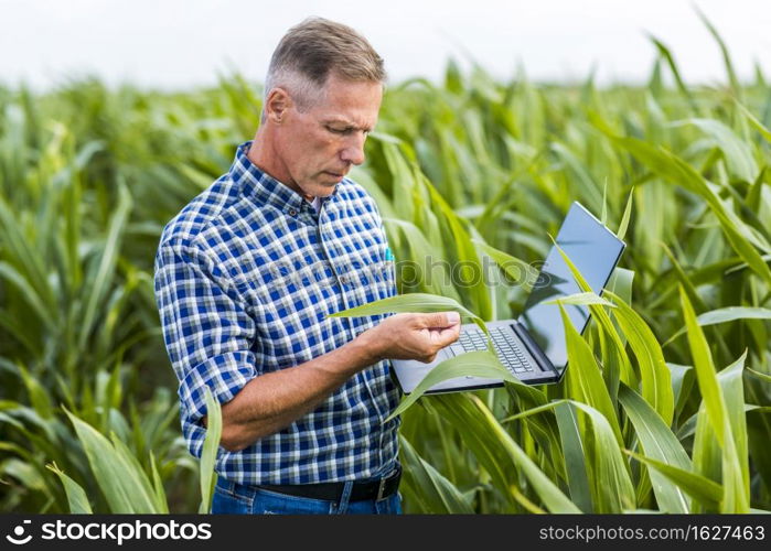 middle view man inspecting corn leaf