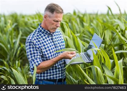 middle view man inspecting corn leaf