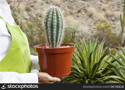 Midsection of a senior woman holding potted cactus plant
