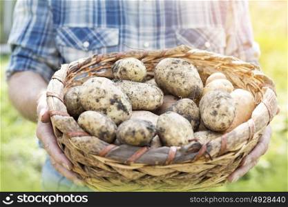 Midsection of farmer carrying raw potatoes in basket at farm
