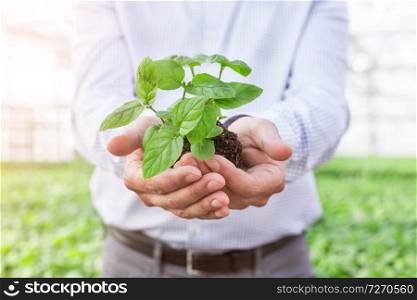 Midsection of mature owner holding seedling in plant nursery