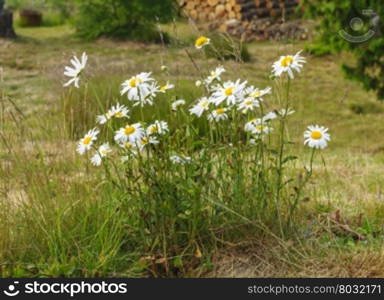 Midsummer flowers, group of daisies, midsummer, Varmland, Sweden.