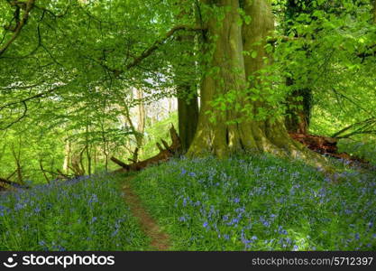 Mighty beech tree in springtime with path through a carpet of bluebells, Gloucestershire, England.