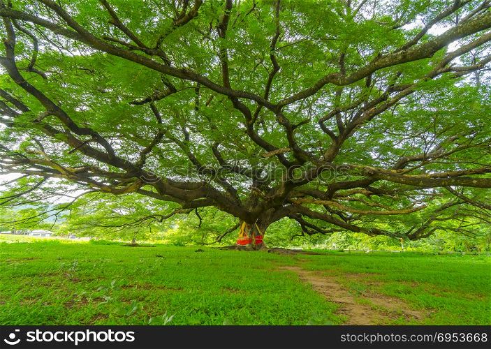 mighty old tree with green spring leaves