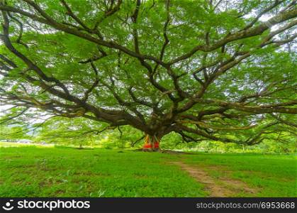 mighty old tree with green spring leaves