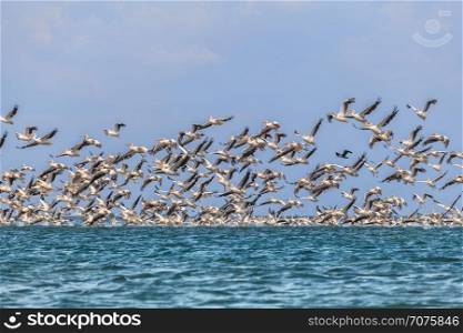 migration of pelicans. flock of pink pelicans fly over the water