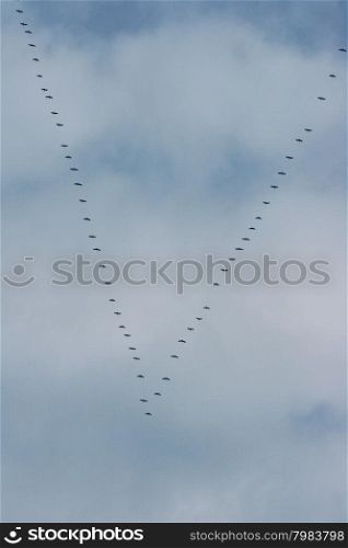 Migratory birds flying in formation on the way to the south